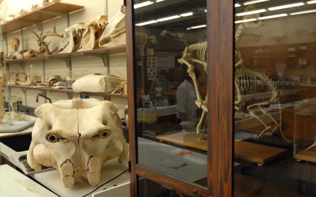 Museum with archaeological bone specimens