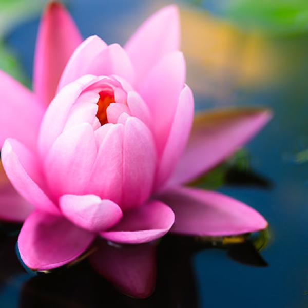 Pink Lotus image