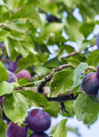 Ripening plums on a tree with vivid green leaves and a bright blue sky in the background.