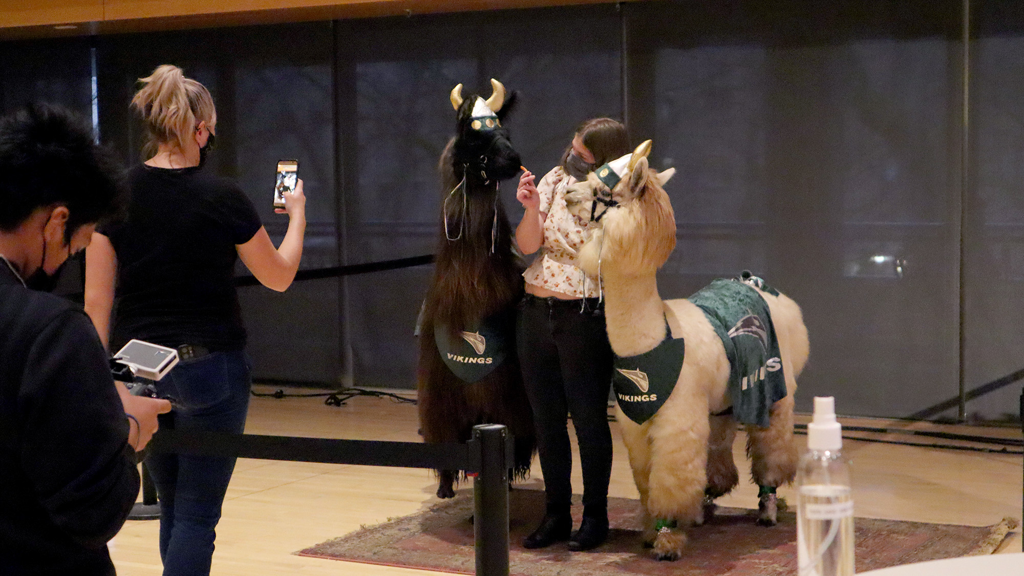 Students interact with llamas at the Midterm Stress Relief event