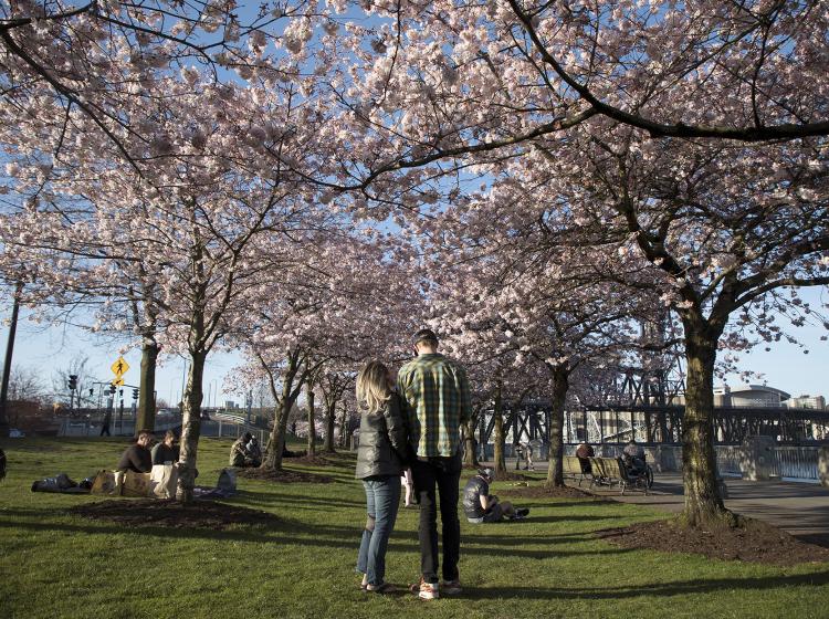 Portland is home to a beautiful grove of cherry blossom trees along the Waterfront Park.