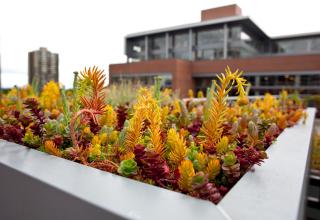 Plants growing on a rooftop