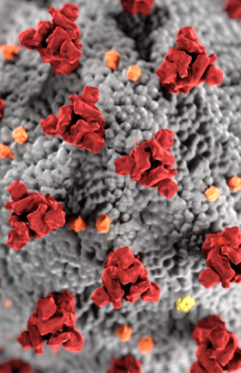 Close up rendering of the coronavirus cell in gray, red, and yellow.