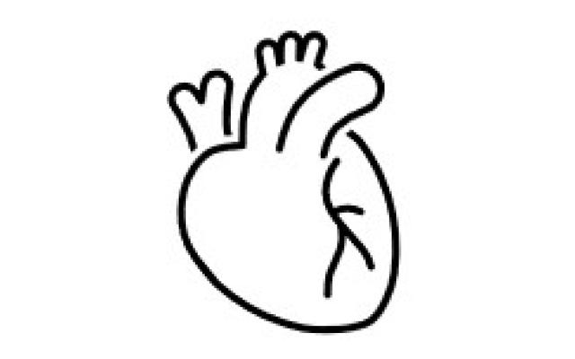 An outline of a human heart