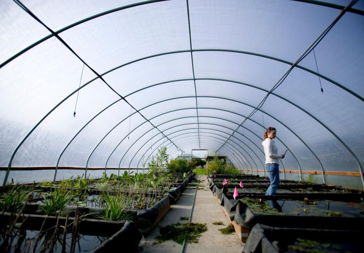 a student stands in a green house full of garden beds