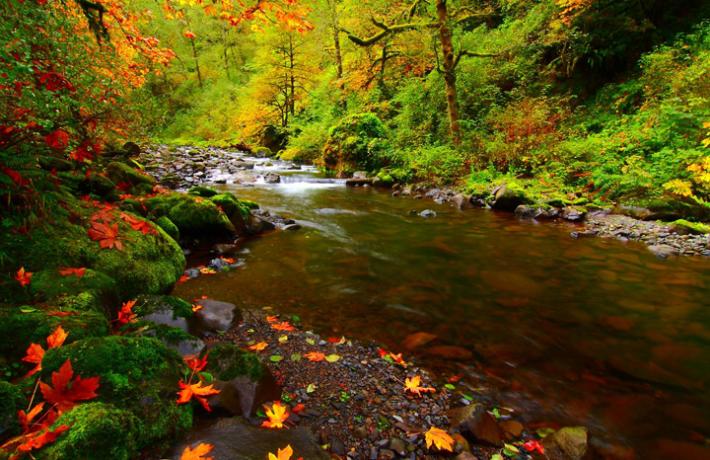 Canon River Oregon creek in autumn