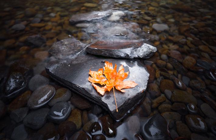 Abiqua Falls Oregon with orange autumn leaf on rocks