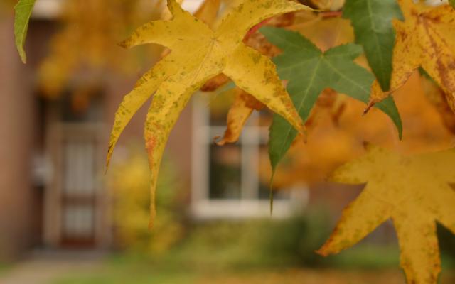 close up of an orange leaf in the fall with a house in the background