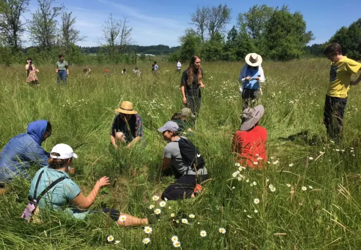 At Tualatin Wildlife Refuge, students are braiding down grass.
