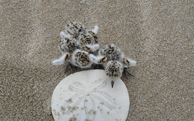 Snowy plover chicks on the beach with sand dollar.
