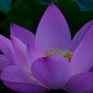 photo of lotus flower