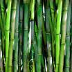 wall of green bamboo stems