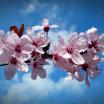 photo of cherry blossom branch