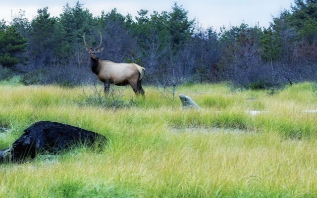 Elk in Fort Stevens Park Oregon