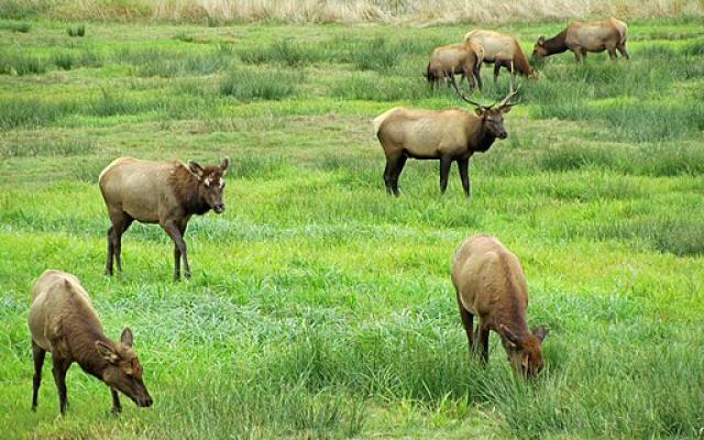 Elk Held--Jeff Hollett, Wikimedia Commons