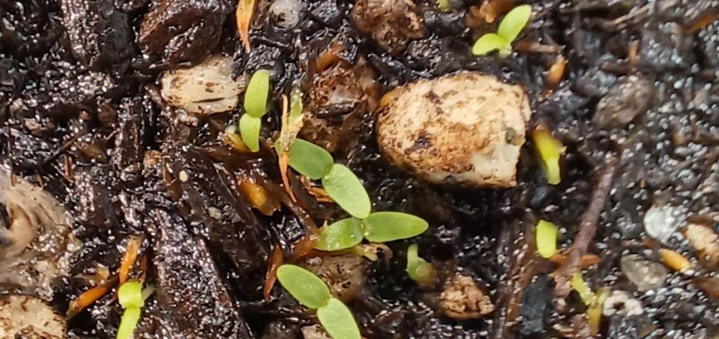 Philadelphus lewisii seedling