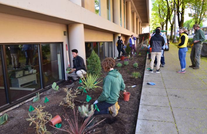 Several people engaged in planting cacti and succulents next to a building