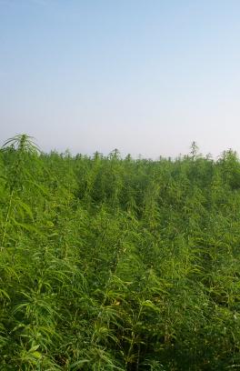 A photo of an industrial hemp field, with green plants and a blue sky