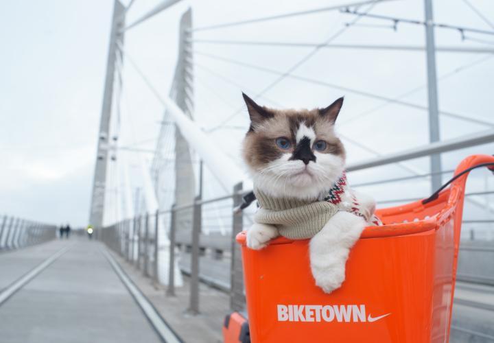 Cat in a bike basket going over a bridge