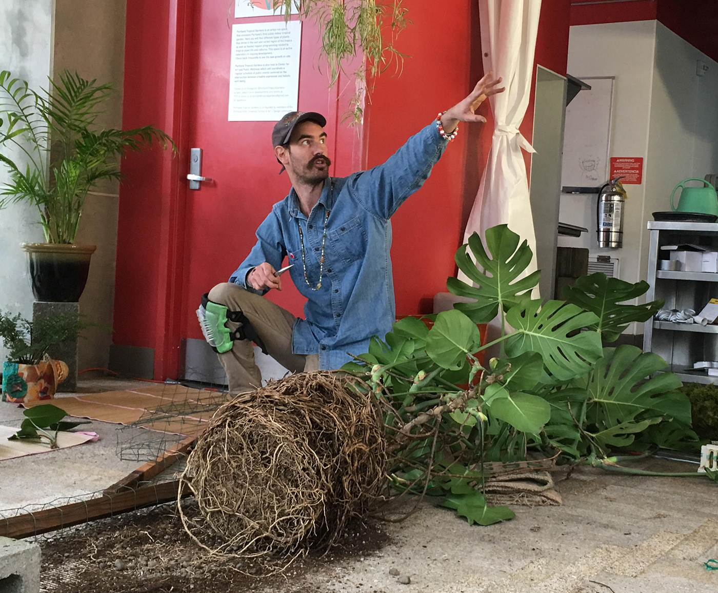 A man kneels while repotting a large philodendron plant.