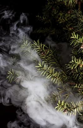Smoke swirls in the leaves of an evergreen tree. 