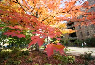 Fall Foliage at PSU