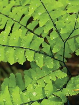 Close up of a fern