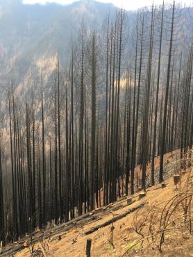 View along a bluff in Tanner Creek watershed following the 2017 Eagle Creek Fire, Oregon