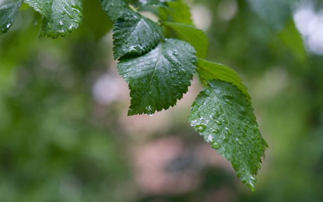 tree branch with leaves