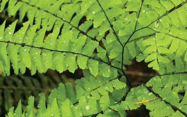 Close up of a fern