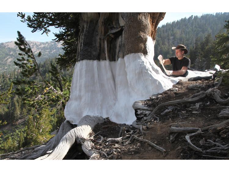 On a hillside in the forest, John Grade, a middle aged white man wearing a hat, can be seen applying white casting material to the trunk of a huge bristlecone pine tree.
