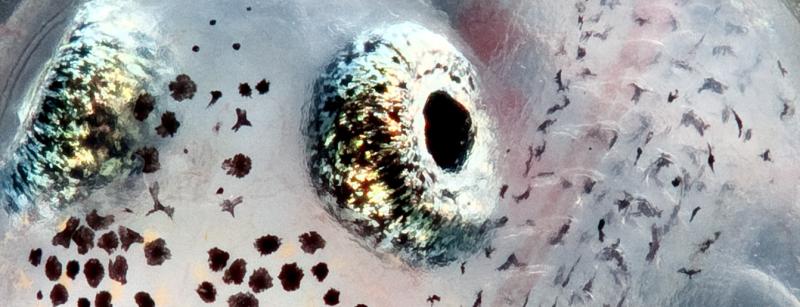 Decorative close-up image of a killifish