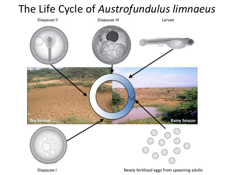 Image showing the life cycle of a killifish from eggs to diapause 1, diapause 2, diapause 3, to larvae. Eggs and Larvae fall in the rainy season while the three diapause phases fall in or on the cusp of the dry seasons.