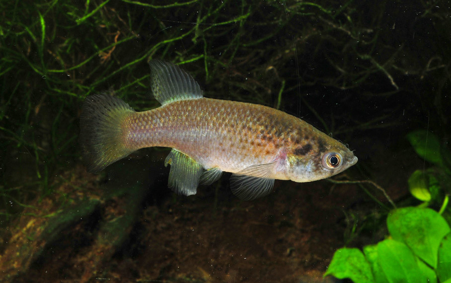 Image of adult female A. limnaeus