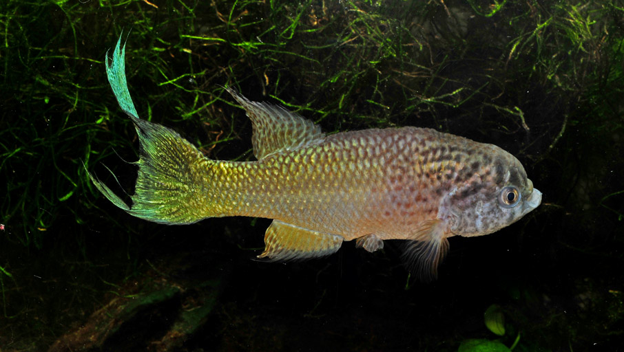 Image of adult male A. limnaeus