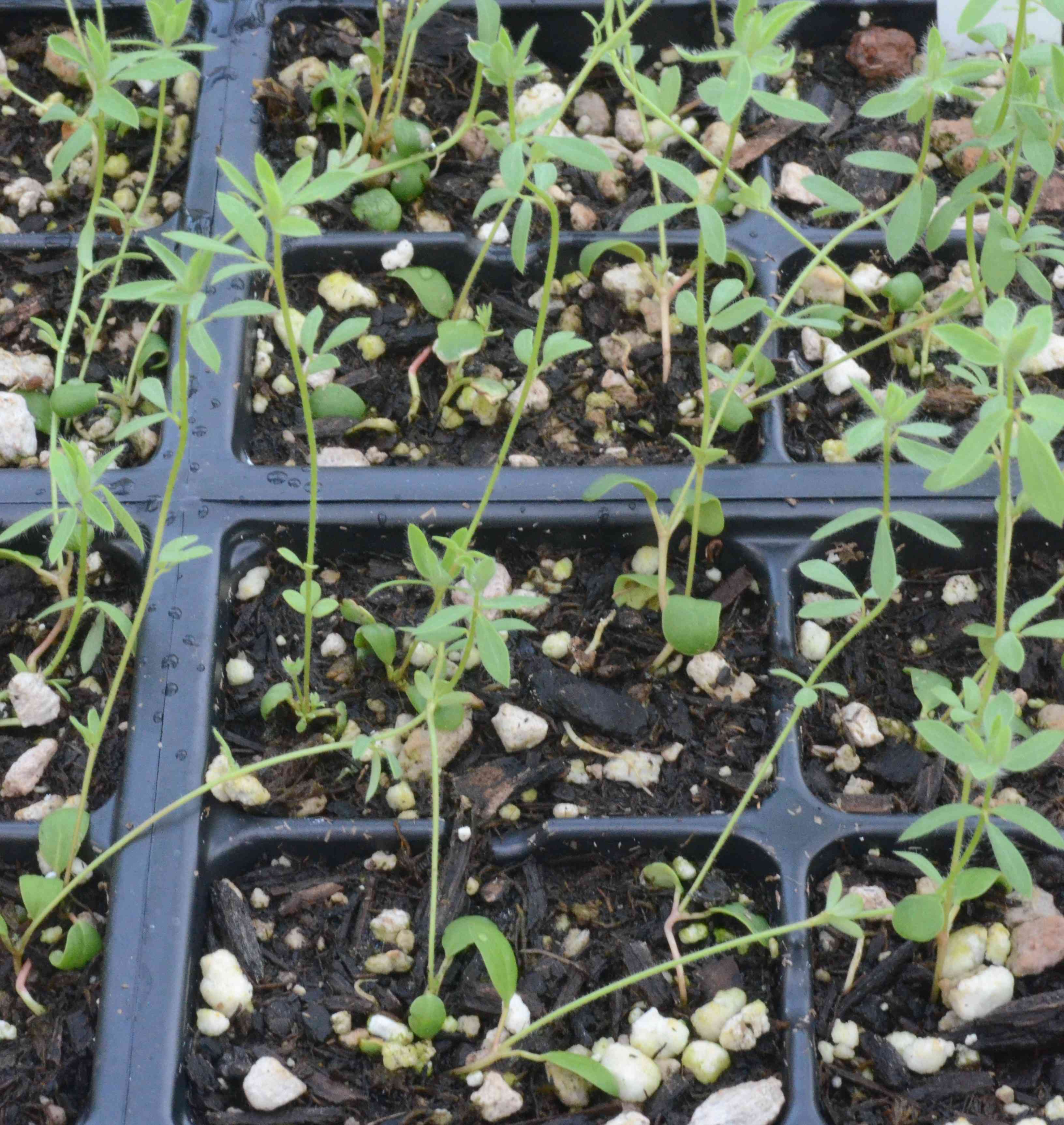 Acmispon americanus seedlings grown in a 48-cell flat at the Berry Seed Bank research greenhouse located in Portland, Oregon.