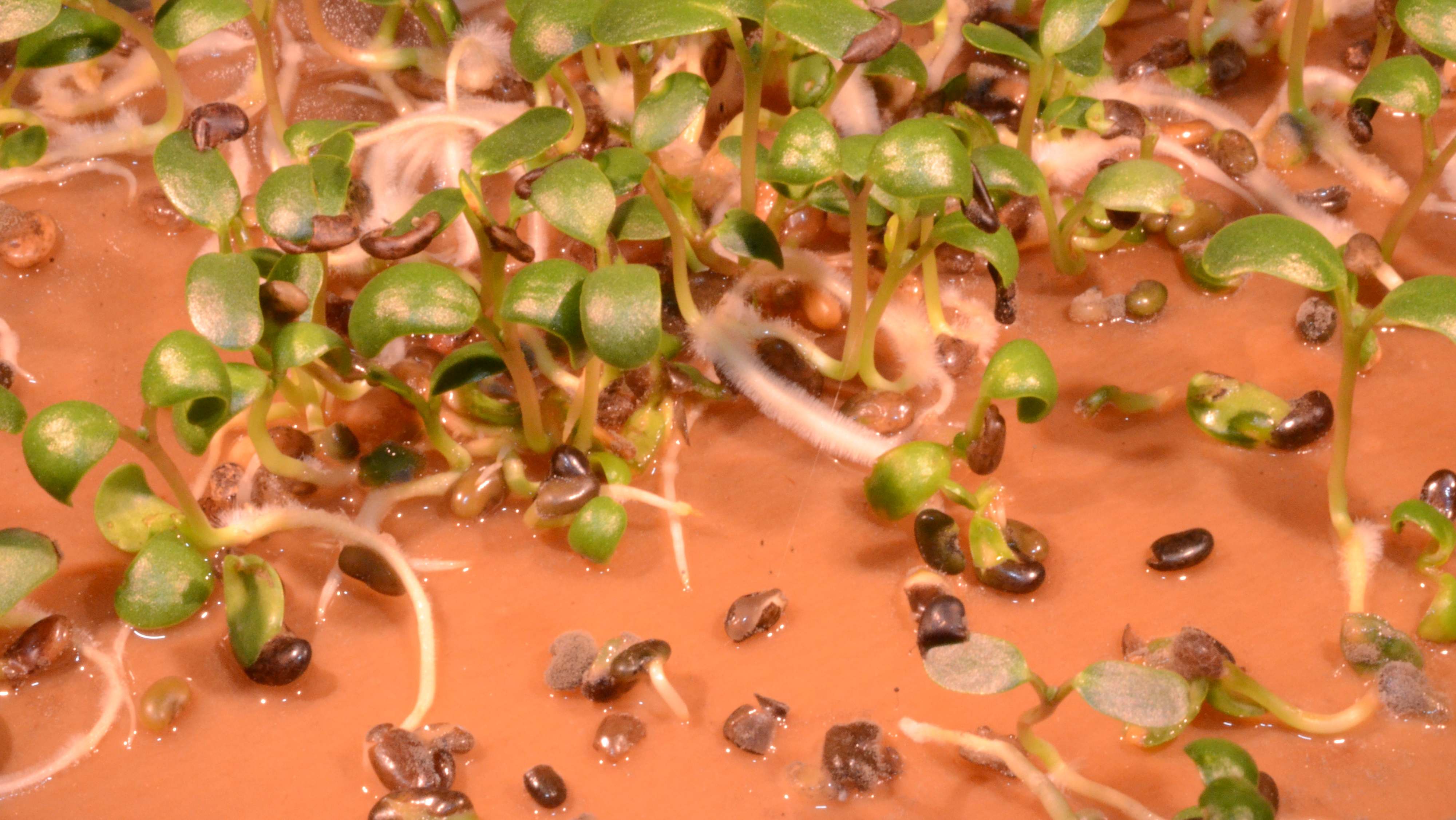 Acmispon americanus seedlings with cotyledons (seed leaves).
