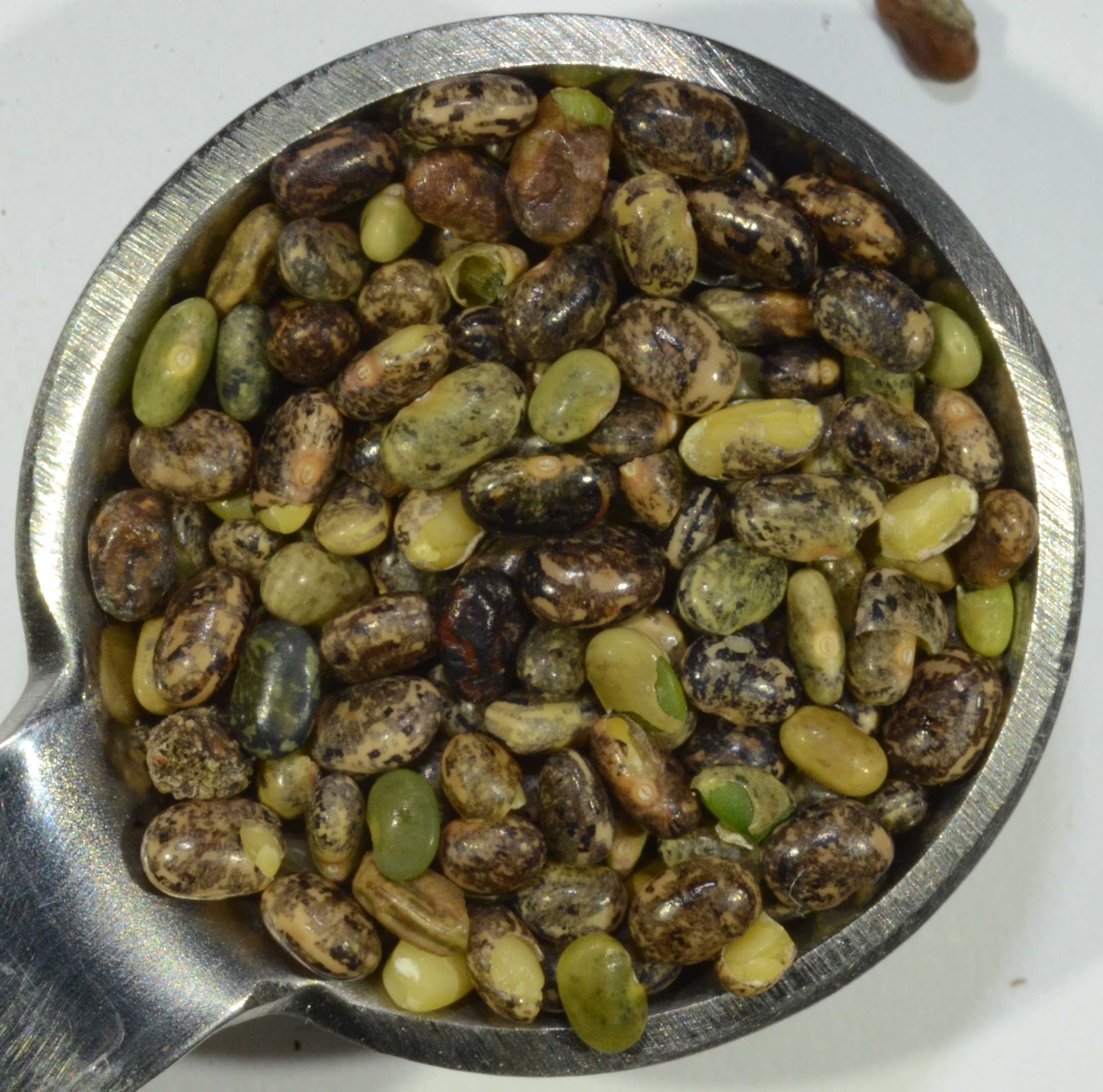 Acmispon americanus seeds in a 1/4 tsp (2 cm diameter). 