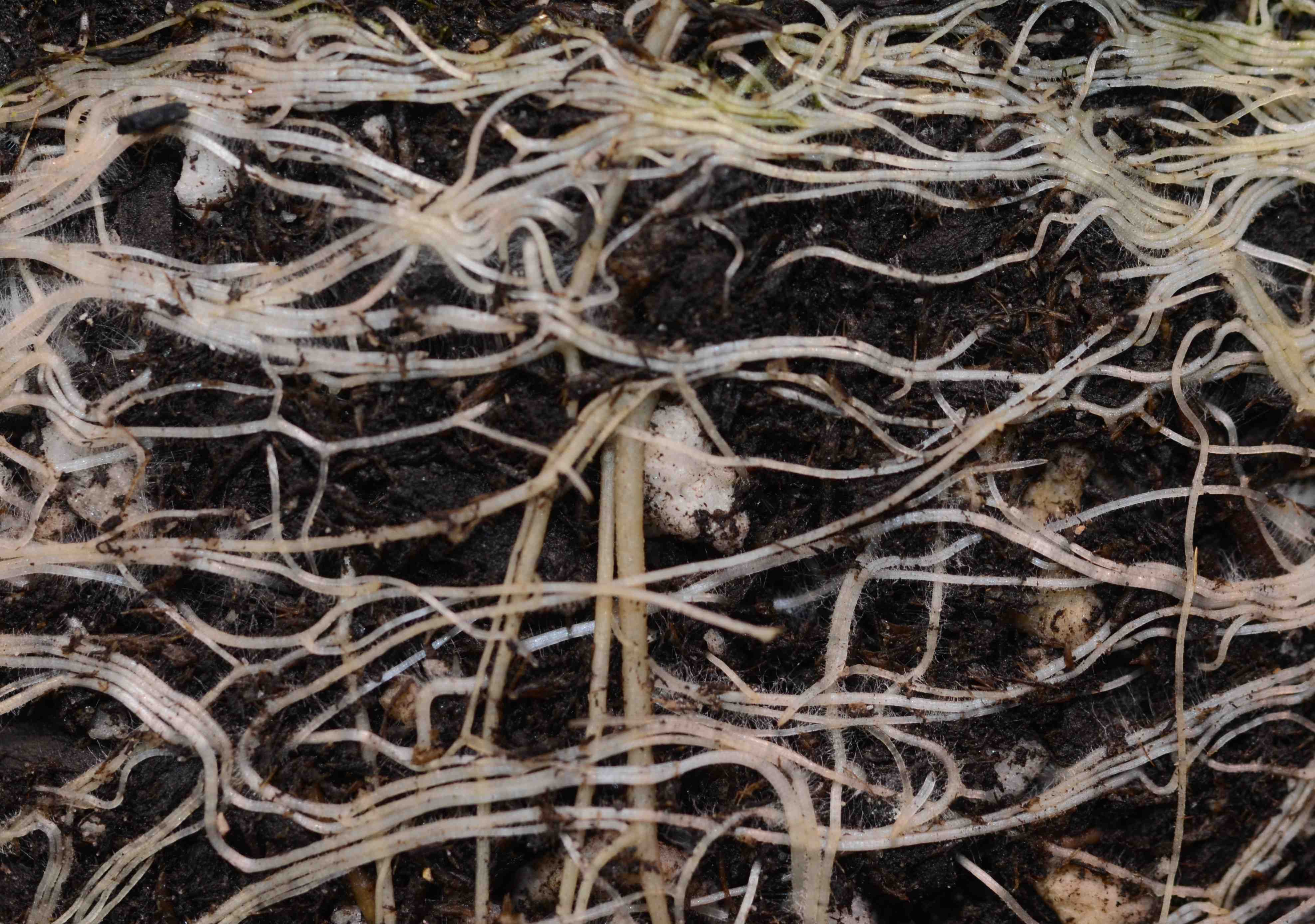 Agoseris grandiflora roots. 