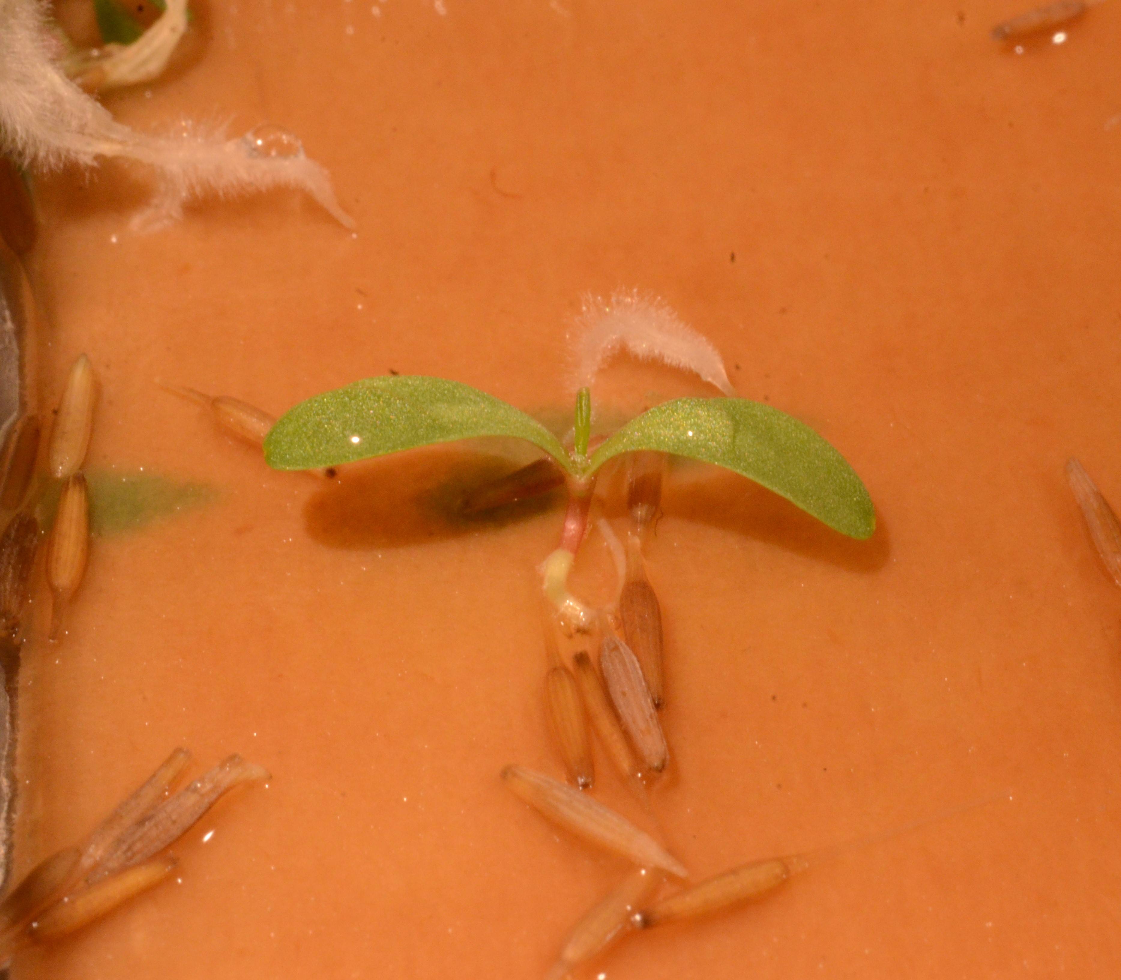 Agoseris grandiflora seedling with cotyledons (seed leaves).