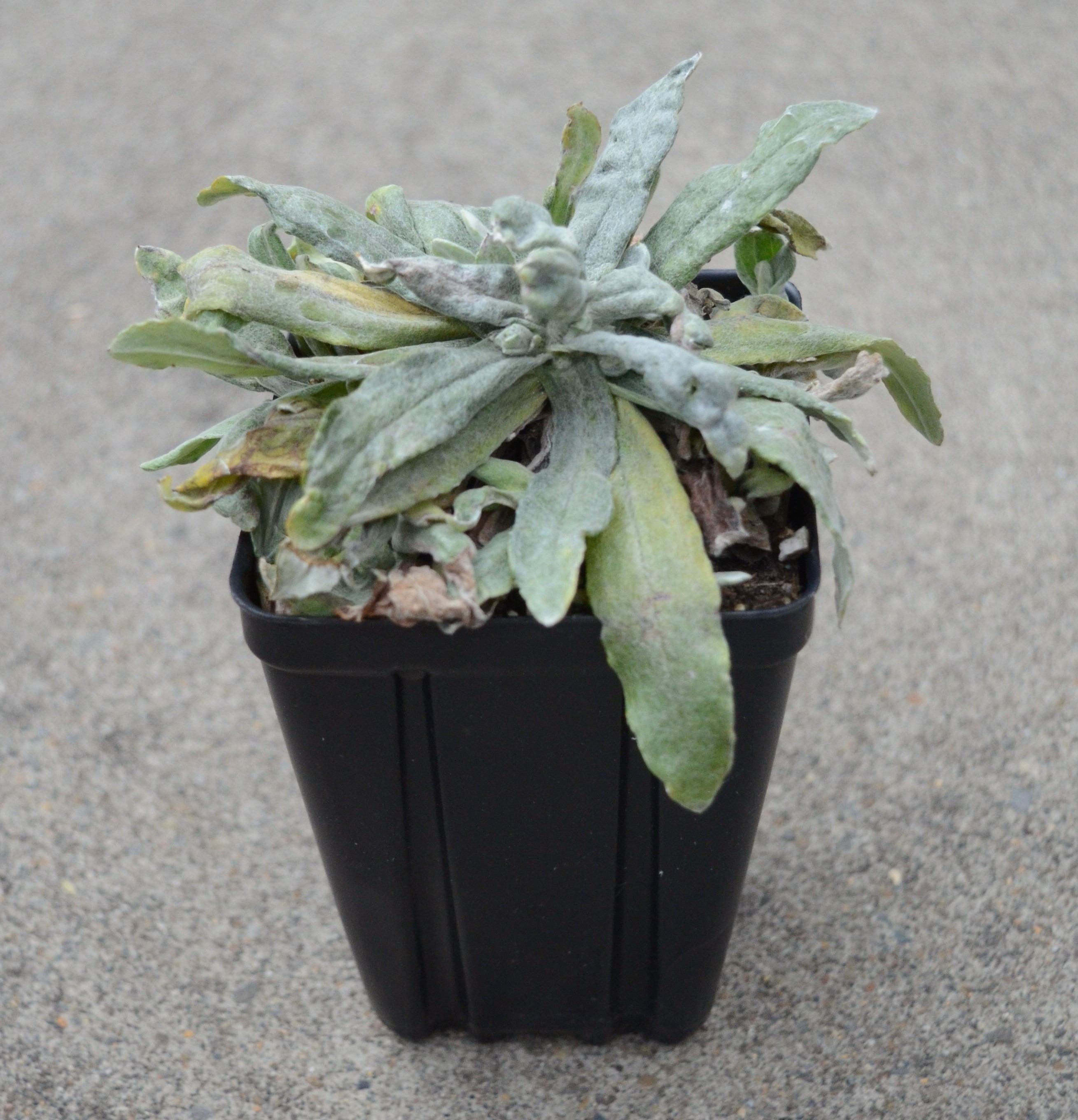 Anaphalis margaritacea growing in a 4-inch container at the Berry Seed Bank research nursery located in Portland, Oregon.