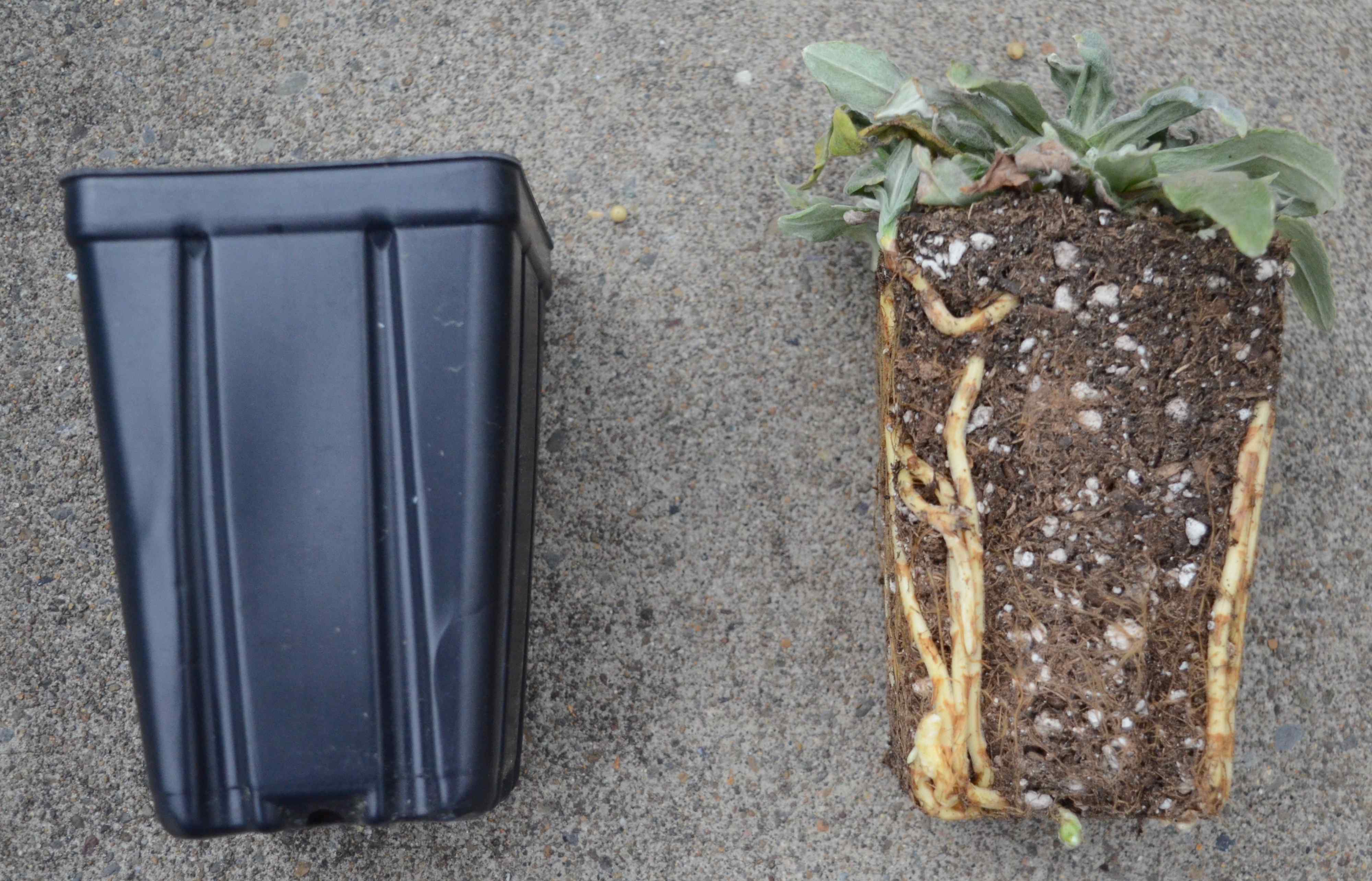 Anaphalis margaritacea rootball (right) for plant grown in a 4-inch container (left).