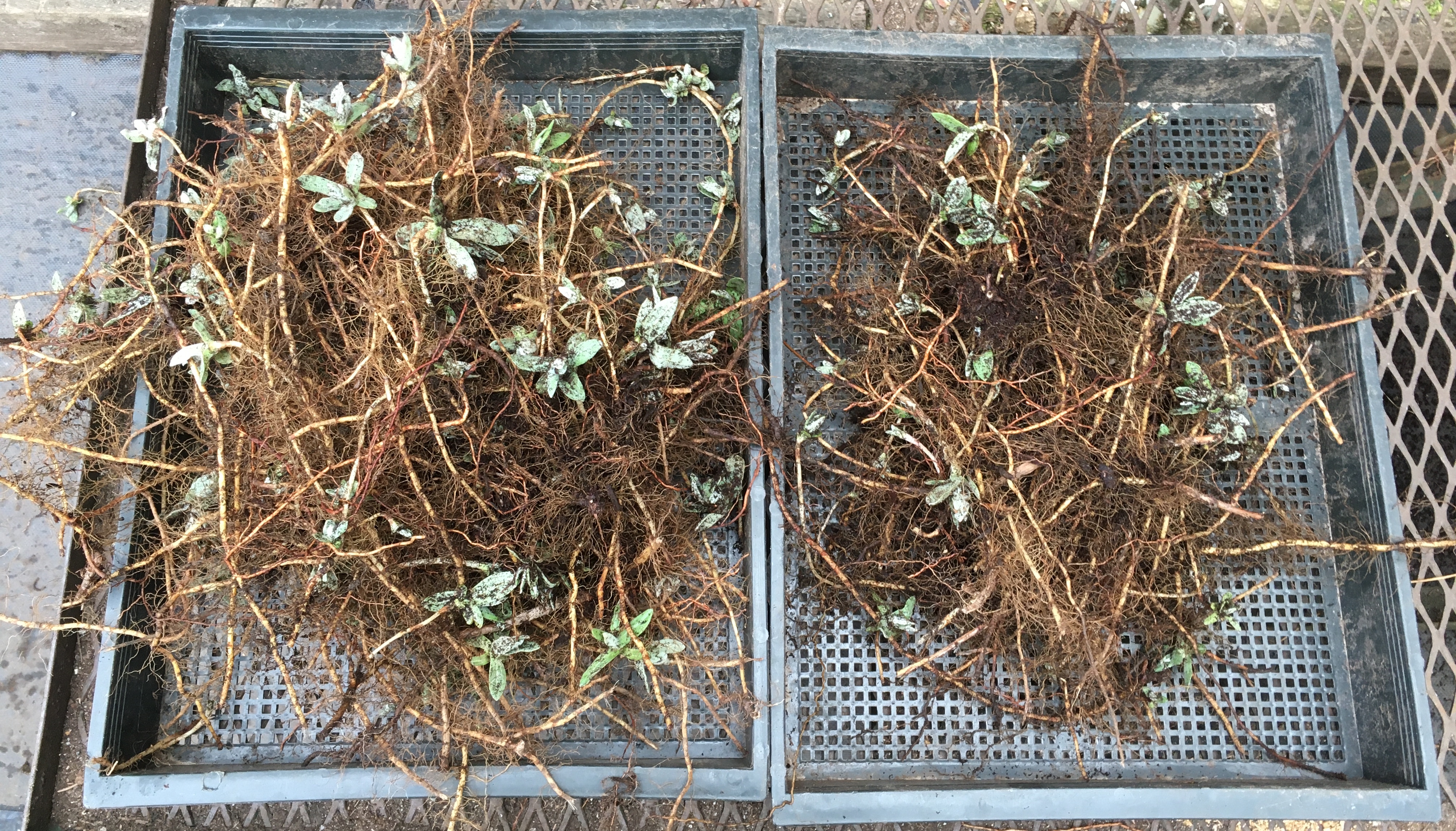 Anaphalis margaritacea barerooted propagules with rhizomes visible. 