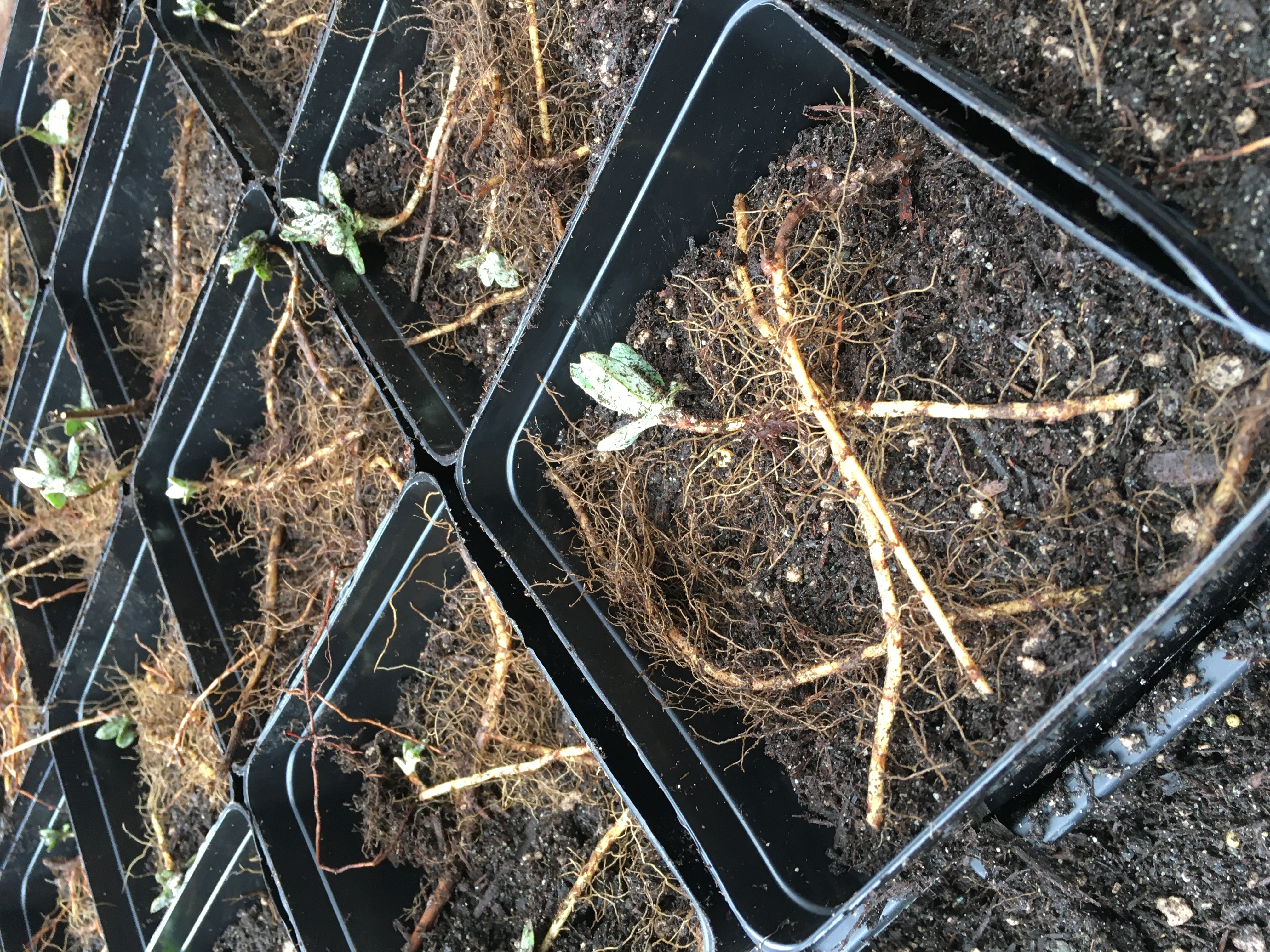 Anaphalis margaritacea barerooted propagules transplanted into 1-gallon containers.