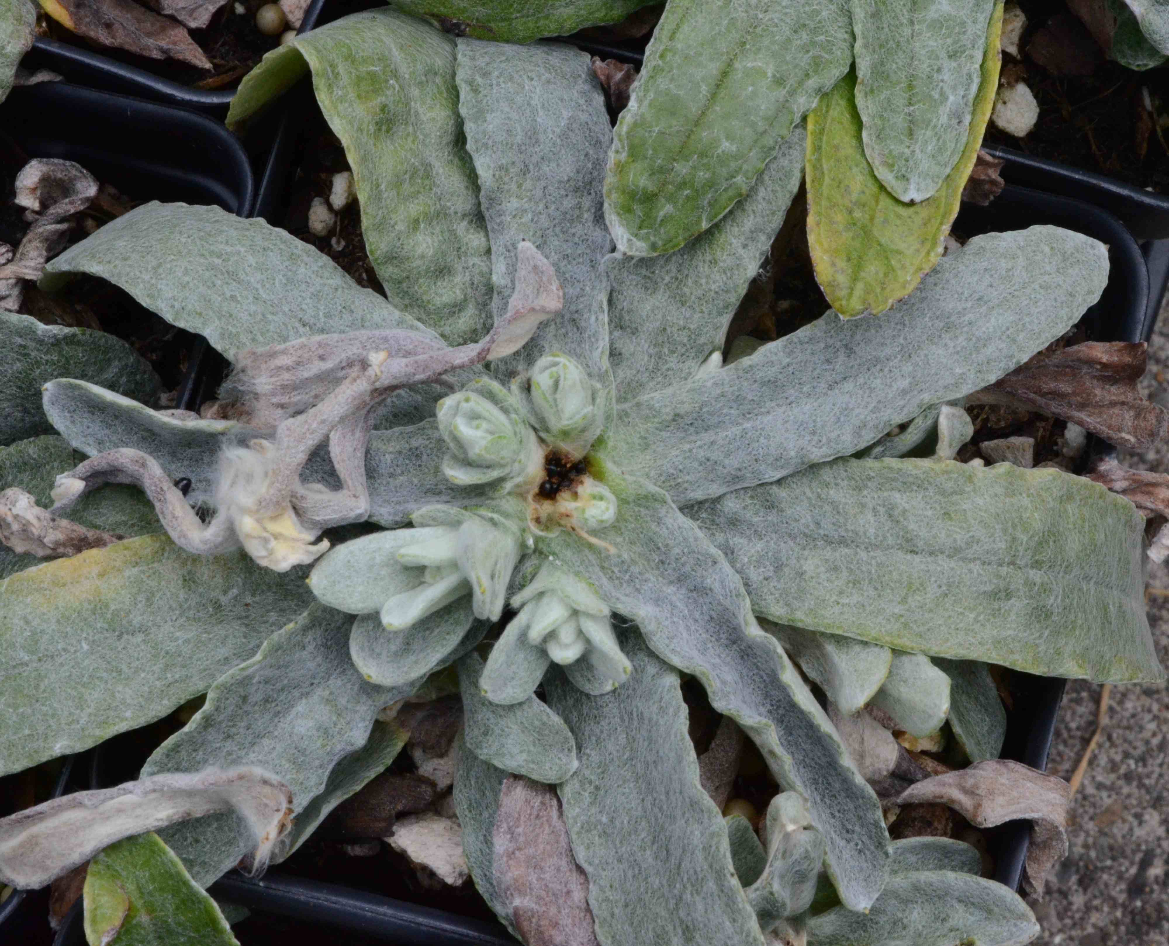 Anaphalis margaritacea with insect damage and black insects located in the apical meristem. 