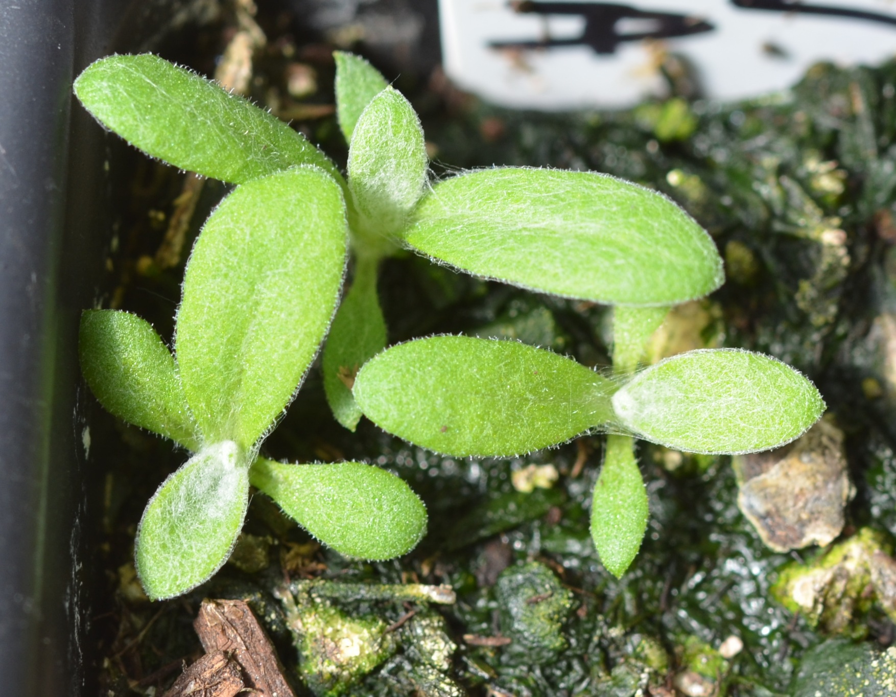 Anaphalis margaritacea seedlings growing in a research greenhouse near Portland, OR.