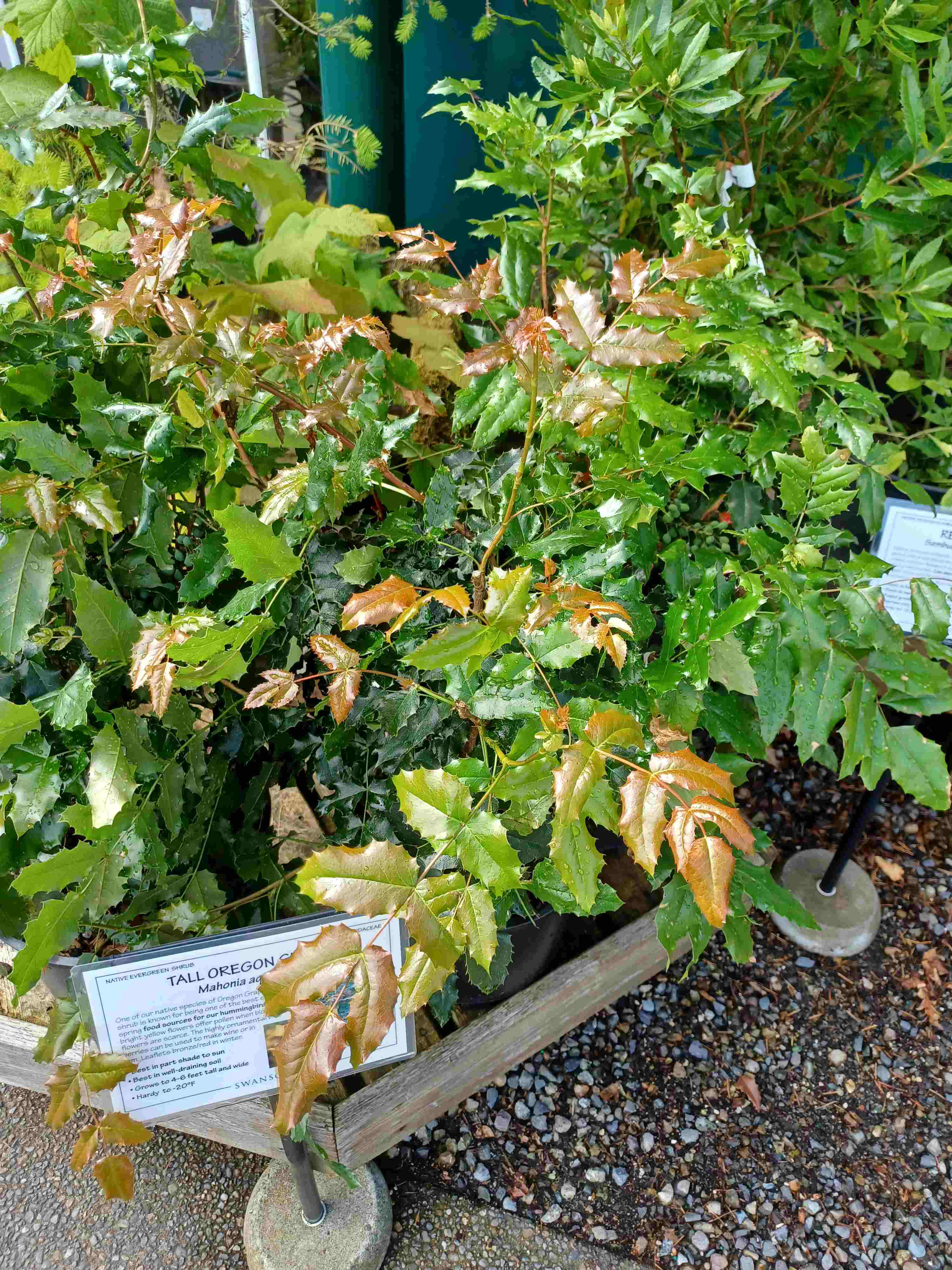 Berberis aquifolium plants grown in a 1-gallon container at a nursery near Seattle, WA.