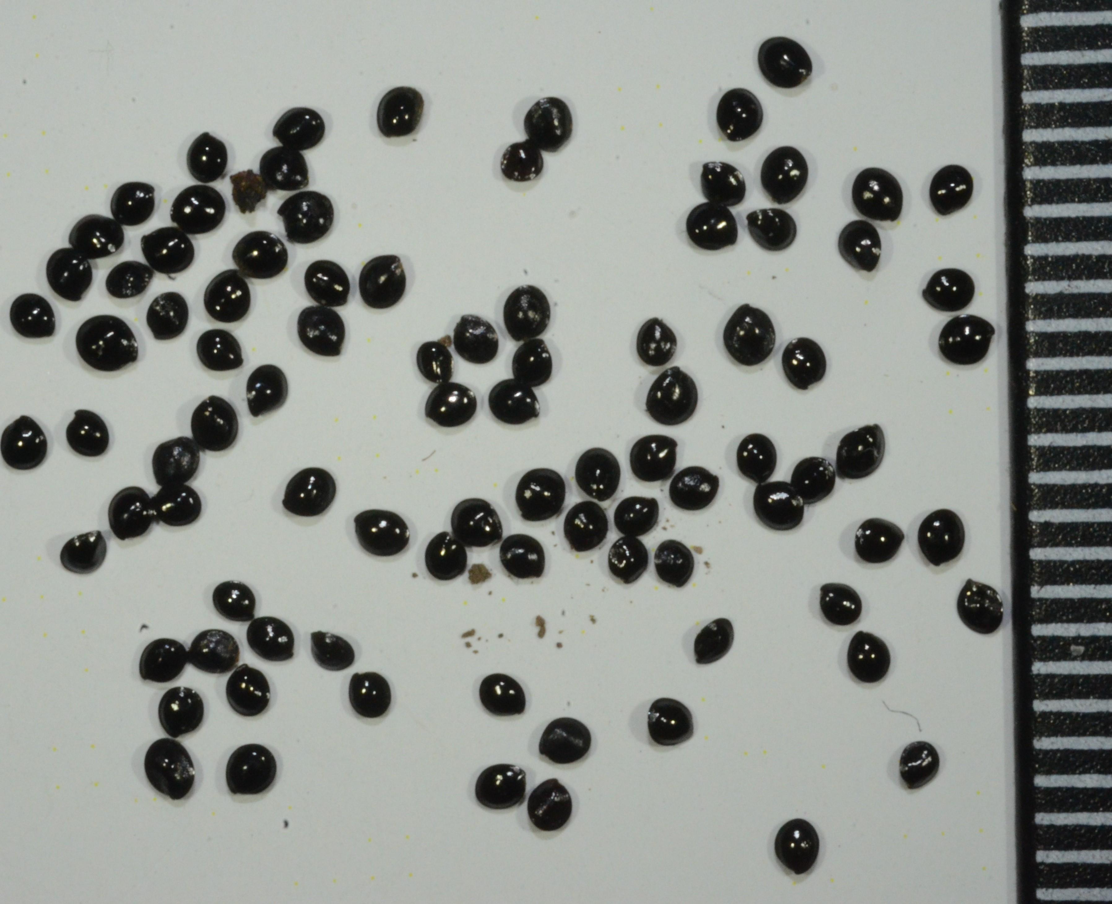 Calandrinia menziesii seeds with mm ruler on right.