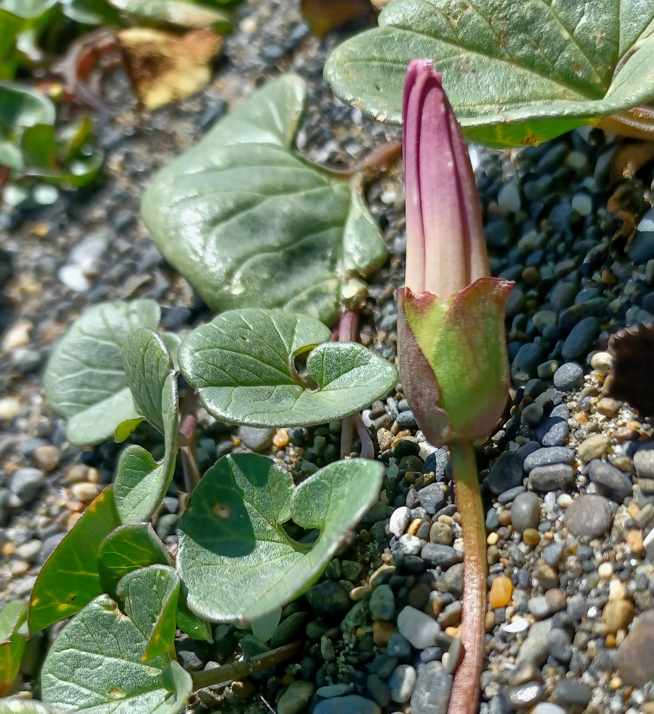 Calystegia soldanella flower bud.