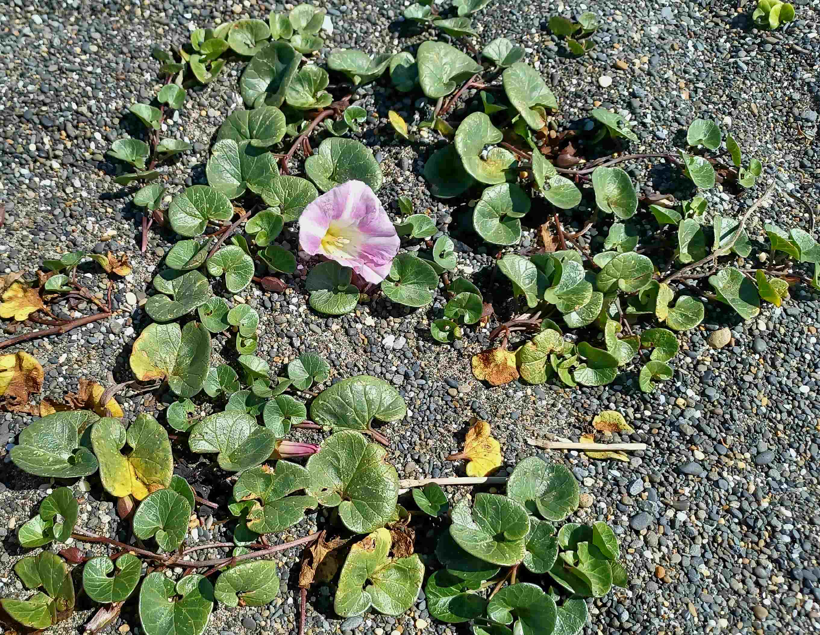 Calystegia soldanella flowering.